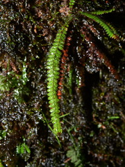 Moranopteris taenifolia