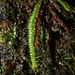 Moranopteris taenifolia - Photo (c) Sébastien SANT, algunos derechos reservados (CC BY-NC), subido por Sébastien SANT