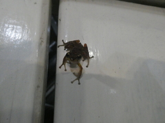 Pristimantis nyctophylax