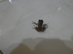 Pristimantis nyctophylax