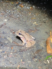 Platyplectrum fletcheri