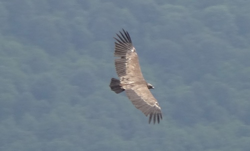 Buitre leonado (Gyps fulvus)