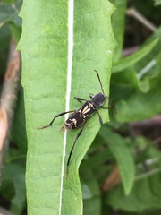 Neoclytus ypsilon