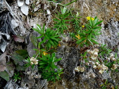 Anaphalioides subrigida