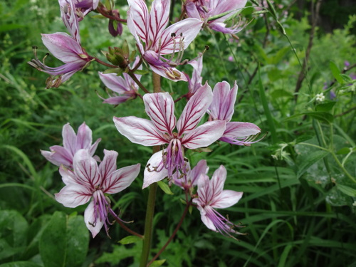 Dictamnus albus