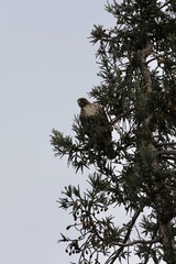 Buteo jamaicensis