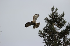 Buteo jamaicensis