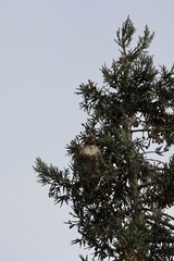 Buteo jamaicensis