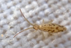 Entomobrya intermedia