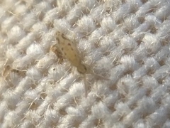 Entomobrya intermedia