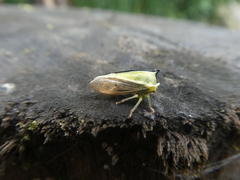 Alchisme tridentata