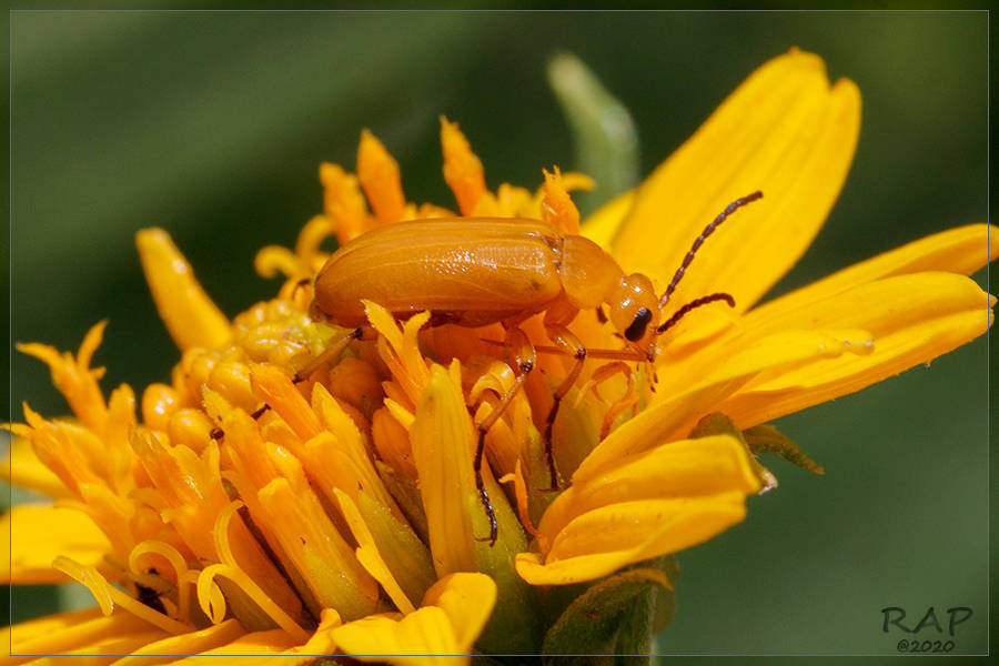 Nemognatha nigrotarsata