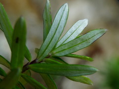 Anaphalioides subrigida