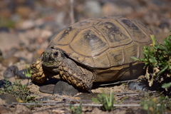 Chelonoidis chilensis