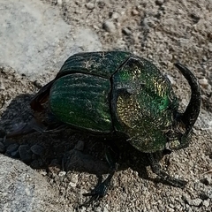 Phanaeus amithaon