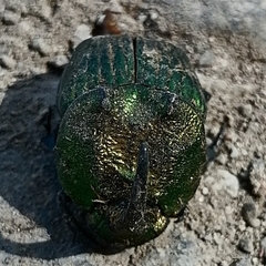 Phanaeus amithaon