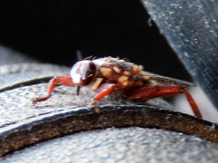 Hippobosca rufipes