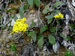 Senecio banksii