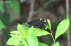 Calopteryx japonica