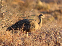 Eupodotis vigorsii vigorsii
