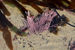 Lithothrix aspergillum