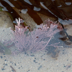 Lithothrix aspergillum