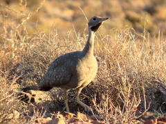 Eupodotis vigorsii vigorsii