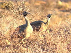 Eupodotis vigorsii vigorsii