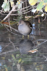Gallinula chloropus