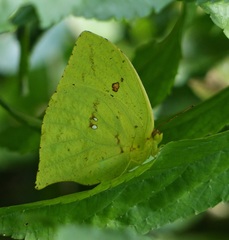 Phoebis neocypris neocypris