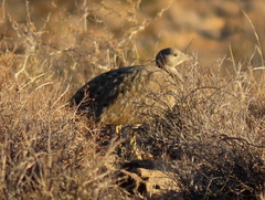 Eupodotis vigorsii vigorsii