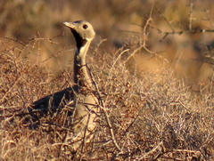 Eupodotis vigorsii vigorsii