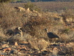 Eupodotis vigorsii vigorsii
