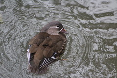 Aix galericulata