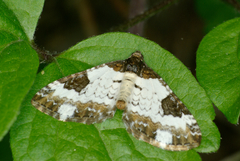 Melanthia procellata