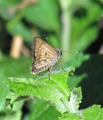 Nyctelius paranensis