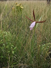 Cleistesiopsis