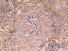 Sistrurus tergeminus