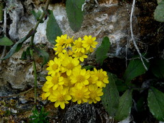 Senecio banksii