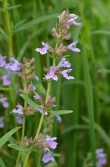 Dracocephalum integrifolium