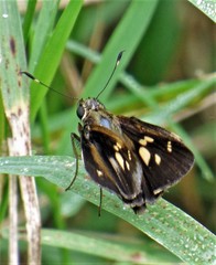 Thespieus aspernatus