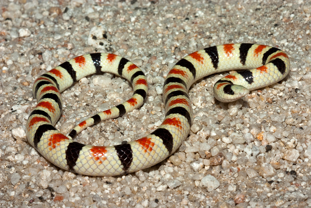 Colorado Desert Shovelnose Snake (Subspecies Chionactis