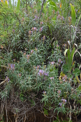 Dracocephalum integrifolium