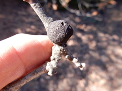 Disholcaspis pruniformis