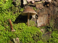 Mycena stipata
