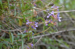 Dracocephalum integrifolium