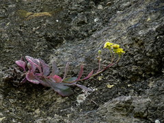Senecio banksii