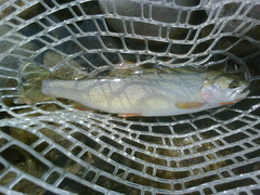 Oncorhynchus clarkii