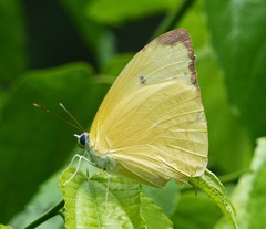 Aphrissa statira statira