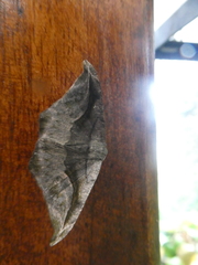 Oxydia scriptipennaria